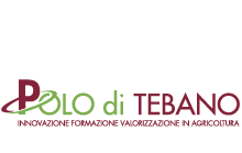 After_logo_Polo Tebano_h138.png